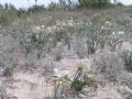 Pancratium maritimum